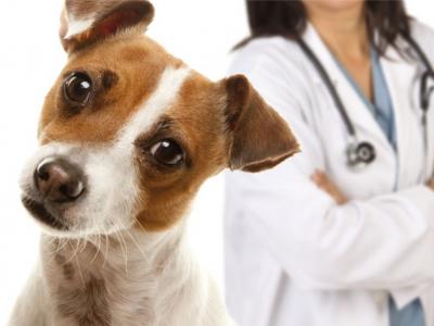 Imagem mostra cachorro e médico veterinário 