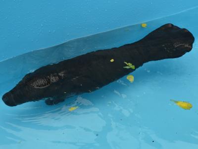 Imagem mostra peixe-boi na piscina de resgate 