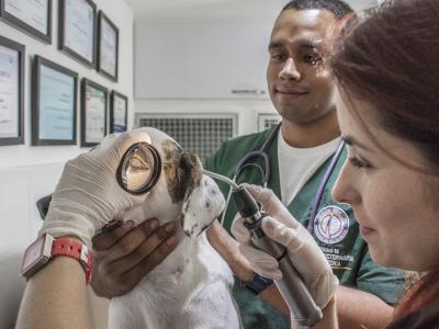 UNAMA recebe encontro de médicos veterinários