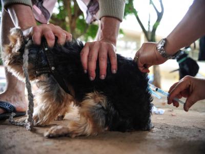 Vacinação de cachorro