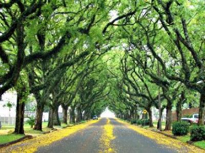 Rua cheia de árvores 