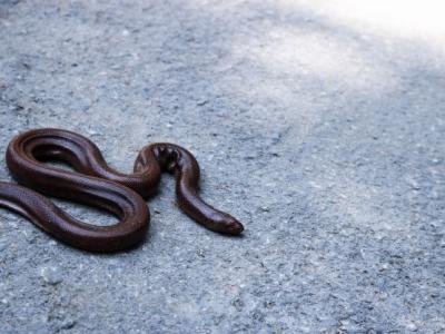 Imagem mostra serpente