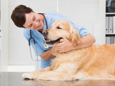 A imagem mostra um veterinário e uma cadela