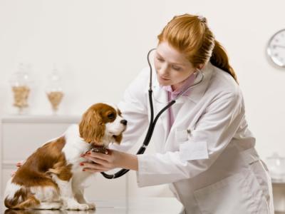 Imagem mostra a consulta de um veterinário