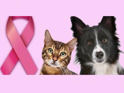 Imagem mostra um gato e um cachorro e o símbolo do outubro rosa