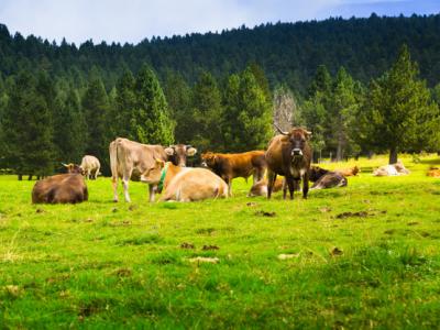 Imagem mostra vacas no pasto