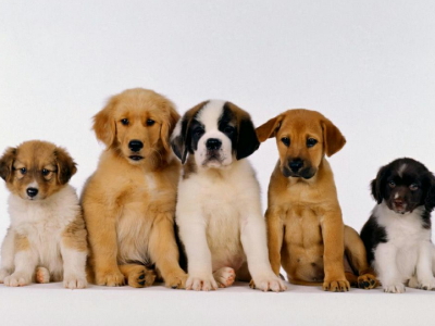 Imagem mostra cachorros de várias raças reunidos