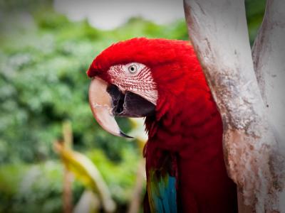 Imagem mostra papagaio vermelho
