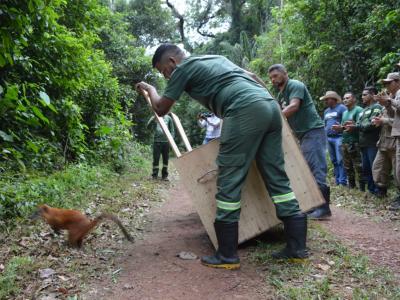 Tratadores soltam animais na floresta