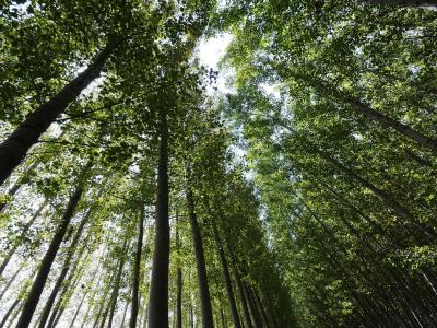 Plano de manejo florestal sustentável na Amazônia é tema de livro 