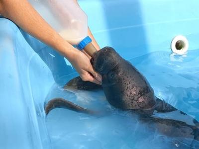 Filhote de peixe-boi fêmea é transferido para o ZOOUNAMA 