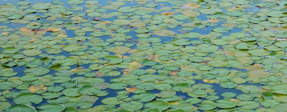 22 de maio é um dia para refletir sobre a proteção da biodiversidade