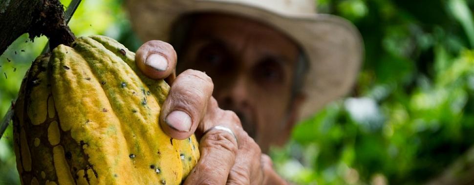 Fruta produz manteiga, bebidas e outras sobremesas além do chocolate. Foto: Pixabay