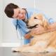 A imagem mostra um veterinário e uma cadela