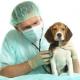 Imagem mostra um médico veterinário auscultando um cachorro