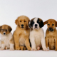 Imagem mostra cachorros de várias raças juntos